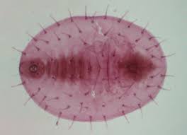 Attēlu rezultāti vaicājumam “Aleurochiton aceris nymph”