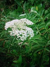 Attēlu rezultāti vaicājumam “Sambucus nigra flower”