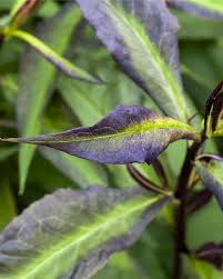 Image result for Phlox (großblumig)