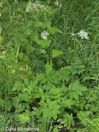 Attēlu rezultāti vaicājumam “Chaerophyllum aromaticum”