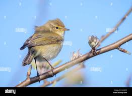 Attēlu rezultāti vaicājumam “Phylloscopus collybita”
