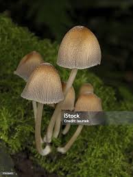 Attēlu rezultāti vaicājumam “Coprinus micaceus”