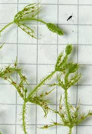 Attēlu rezultāti vaicājumam “Chara rudis”