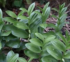 Attēlu rezultāti vaicājumam “Hygroamblystegium humile”