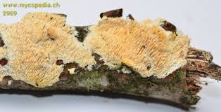 Attēlu rezultāti vaicājumam “Basidioradulum radula”