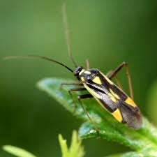 Attēlu rezultāti vaicājumam “Grypocoris sexguttatus”