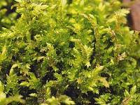 Attēlu rezultāti vaicājumam “Brachythecium rutabulum”