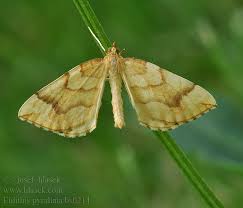 Attēlu rezultāti vaicājumam “Eulithis pyraliata”