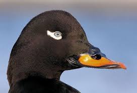 Attēlu rezultāti vaicājumam “Melanitta fusca male”