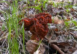 Attēlu rezultāti vaicājumam “Gyromitra esculenta”