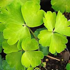 Attēlu rezultāti vaicājumam “Aquilegia vulgaris leaf”