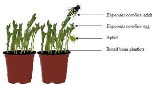 Attēlu rezultāti vaicājumam “Eupeodes corollae”