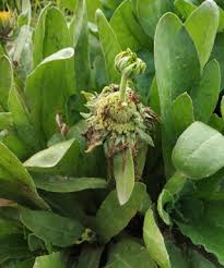 Attēlu rezultāti vaicājumam “Calendula officinalis leaf”