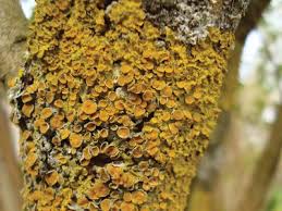 Attēlu rezultāti vaicājumam “Xanthoria parietina”