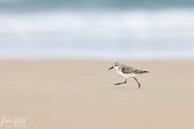 Image result for Calidris ruficollis