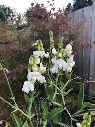 Attēlu rezultāti vaicājumam “Lathyrus latifolius bud”