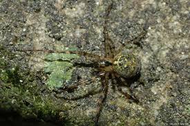 Attēlu rezultāti vaicājumam “Metellina merianae”