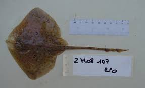 Image result for Raja polystigma