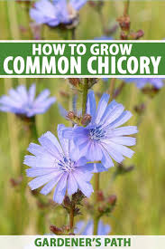 Attēlu rezultāti vaicājumam “Cichorium intybus flower”