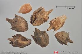 Attēlu rezultāti vaicājumam “Ambrosia artemisiifolia fruit”