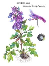 Attēlu rezultāti vaicājumam “Corydalis cava fruit”