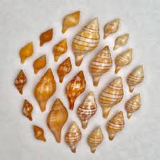 Image result for Cinctura hunteria