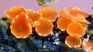 Attēlu rezultāti vaicājumam “Orbilia sp.”