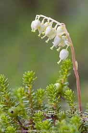 Attēlu rezultāti vaicājumam “Orthilia secunda flower”