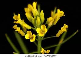 Attēlu rezultāti vaicājumam “Erysimum cheiranthoides flower”