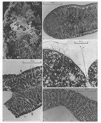 Attēlu rezultāti vaicājumam “Willkommlangea reticulata spores”