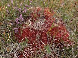 Attēlu rezultāti vaicājumam “Sphagnum capillifolium”