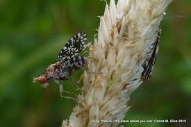 Attēlu rezultāti vaicājumam “Trypetoptera punctulata”