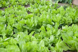 Image result for Kopfsalat