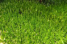 Attēlu rezultāti vaicājumam “Serpoleskea subtilis sporophyte”