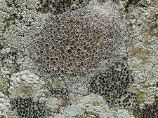 Attēlu rezultāti vaicājumam “Lecidella elaeochroma”