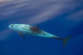 Image result for Grampus griseus