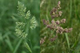 Attēlu rezultāti vaicājumam “Dactylis glomerata subsp. glomerata”