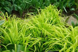 Attēlu rezultāti vaicājumam “Milium effusum flower”