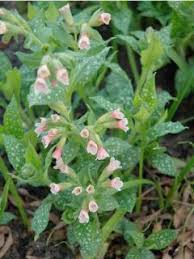 Image result for Pulmonaria Silverado