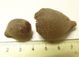 Attēlu rezultāti vaicājumam “Peziza ammophila”