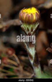 Attēlu rezultāti vaicājumam “Tussilago farfara bud”