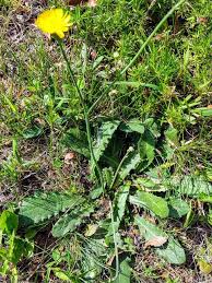 Attēlu rezultāti vaicājumam “Hypochaeris radicata”