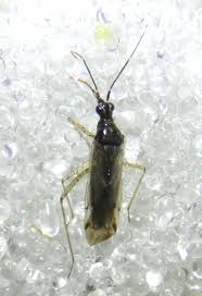 Attēlu rezultāti vaicājumam “Dicyphus sp.”