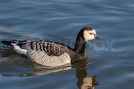 Attēlu rezultāti vaicājumam “Branta leucopsis”