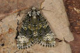 Attēlu rezultāti vaicājumam “Craniophora ligustri”