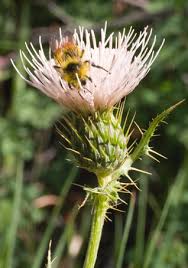 Attēlu rezultāti vaicājumam “Cirsium x rigens leaf”