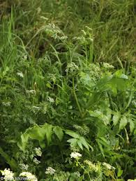 Attēlu rezultāti vaicājumam “Berula erecta leaf”