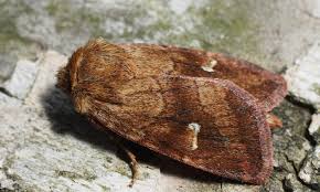 Attēlu rezultāti vaicājumam “Eriopygodes imbecilla”