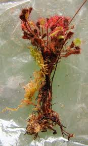 Attēlu rezultāti vaicājumam “Drosera x obovata leaf”