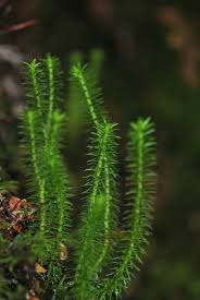 Attēlu rezultāti vaicājumam “Huperzia selago”